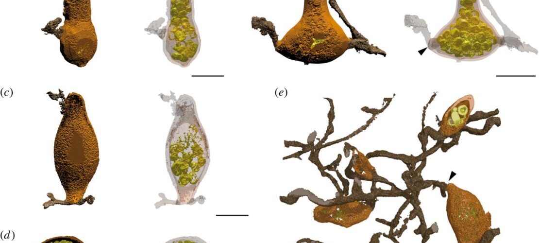 Three-dimensional reconstructions of zoosporangia (a–d) and thallus (e) of Retesporangicus lyonii obtained by our new imaging method.