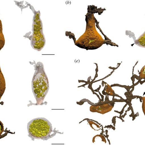 Three-dimensional reconstructions of zoosporangia (a–d) and thallus (e) of Retesporangicus lyonii obtained by our new imaging method.