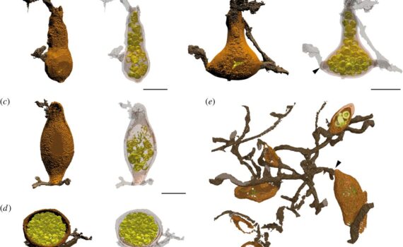 Three-dimensional reconstructions of zoosporangia (a–d) and thallus (e) of Retesporangicus lyonii obtained by our new imaging method.