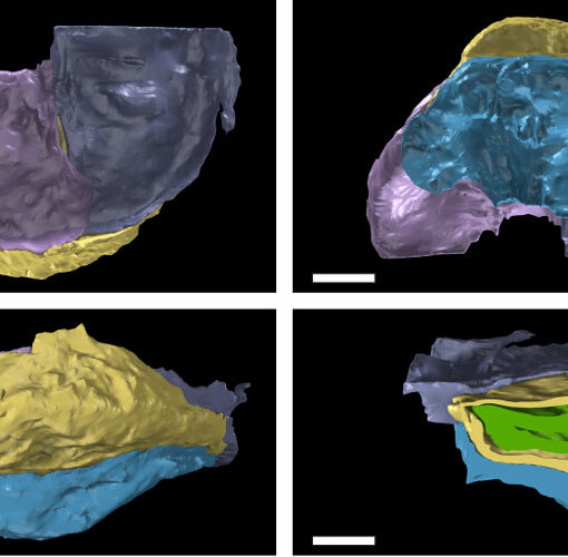 X-ray synchrotron microtomography (SRXMT) was used to capture tomographic datasets which were subsequently used to create three-dimensional models. The three-dimensional models were then turned into raytraced images composited and rendered using the open source three-dimensional animation package Blender™.