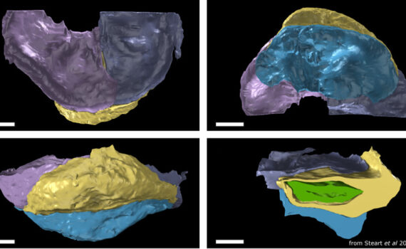 X-ray synchrotron microtomography (SRXMT) was used to capture tomographic datasets which were subsequently used to create three-dimensional models. The three-dimensional models were then turned into raytraced images composited and rendered using the open source three-dimensional animation package Blender™.