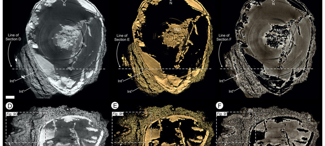 Virtual 25 μm thin-sections showing gross morphology and anatomy of BU 5265.1 created from the Drishti volume rendered three-dimensional model.