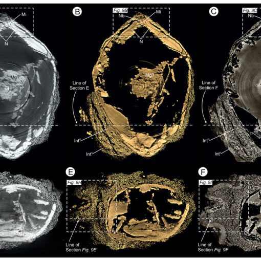 Virtual 25 μm thin-sections showing gross morphology and anatomy of BU 5265.1 created from the Drishti volume rendered three-dimensional model.