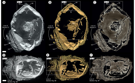 Virtual 25 μm thin-sections showing gross morphology and anatomy of BU 5265.1 created from the Drishti volume rendered three-dimensional model.